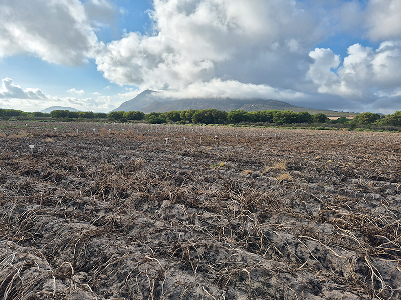 The trial was conducted on the farm Rietfontein in the Aurora area, at the western foot of the Piketberg mountain range.