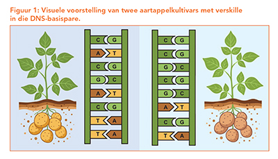 Genetiese paspoort vir SA aartappels-1