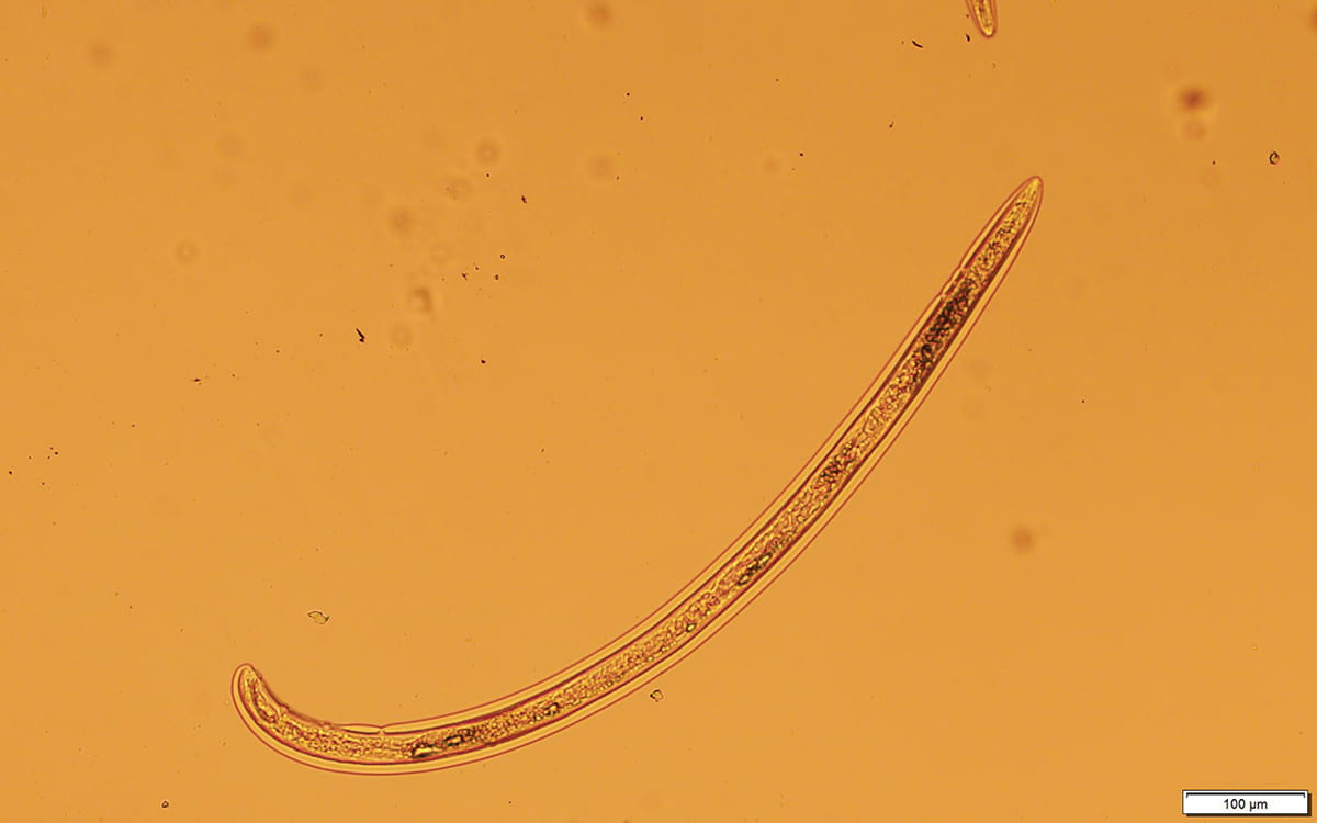 Trichodorus male.
