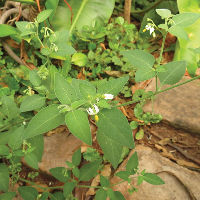 Solanum nigrum (nastergal) is ’n onkruid wat moeilik beheer word in naverwante Solanaceae-gewasse soos aartappels en tamaties, aangesien onkruiddoders hoogs selektief moet wees om gewasskade te vermy.