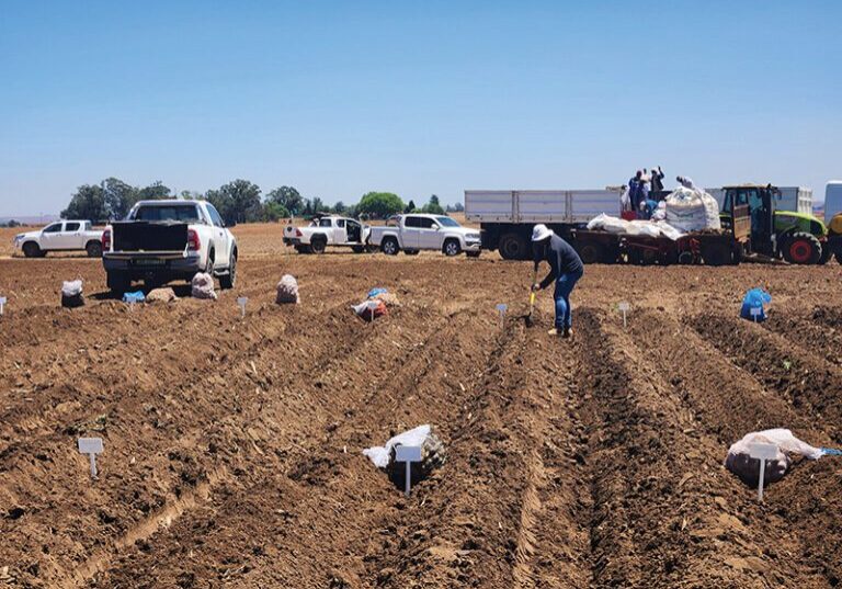 Kultivarproef op Davel 24.25_2