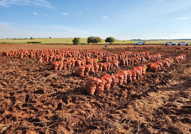 Kultivarproef op Petrusburg 24.25_1