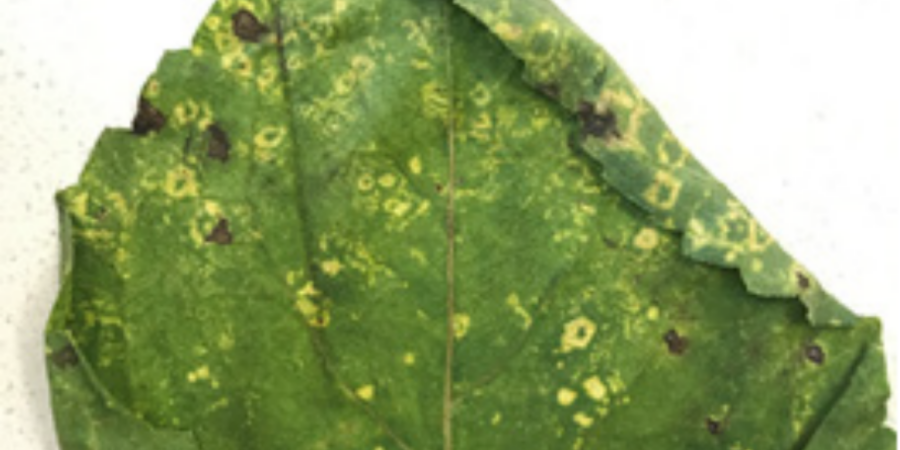 pepper ringspot leave picture