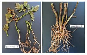 Aartappelplante wat met Fusarium spp., Macrophomina spp. en Rhizoctonia spp. geïnfekteer is.