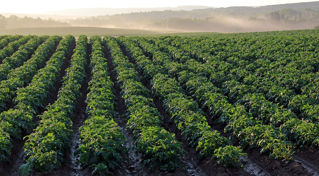 potato-field-4357002_1280